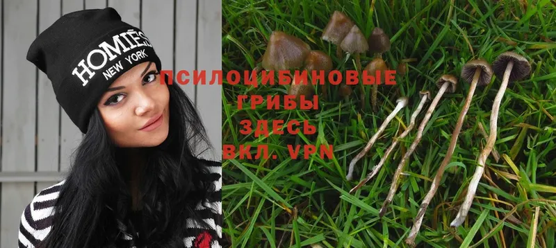 Галлюциногенные грибы MAGIC MUSHROOMS  сайты даркнета клад  hydra зеркало  Бавлы  сколько стоит 